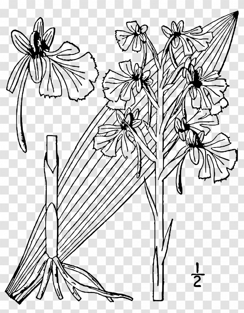 Nymphalidae Butterfly Line Art Floral Design Cut Flowers - Flora Transparent PNG