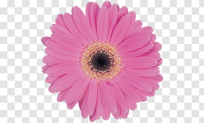 Transvaal Daisy Marguerite Pastel Family Common - Flower Transparent PNG