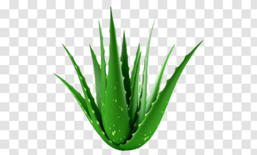 Aloe Vera Succulent Plant Houseplant Medicinal Plants - Organism Transparent PNG