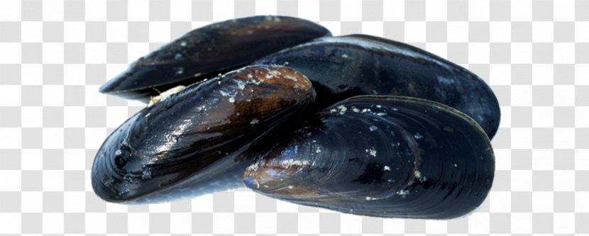 Mussel Oyster Clam Seafood - Shellfish Transparent PNG