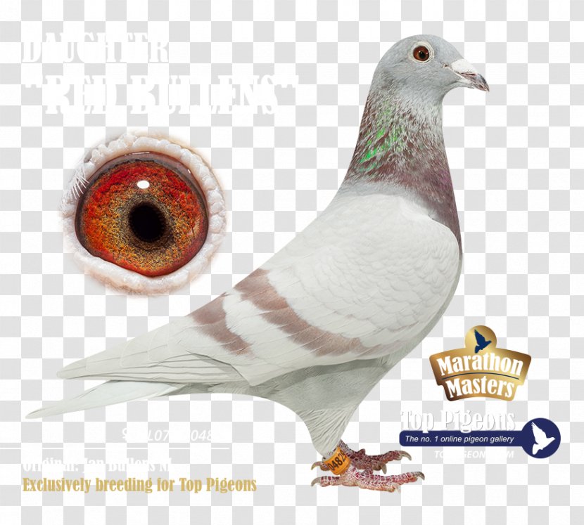 Gravelines Pigeons And Doves Blog Skyrock .com - Feather Transparent PNG