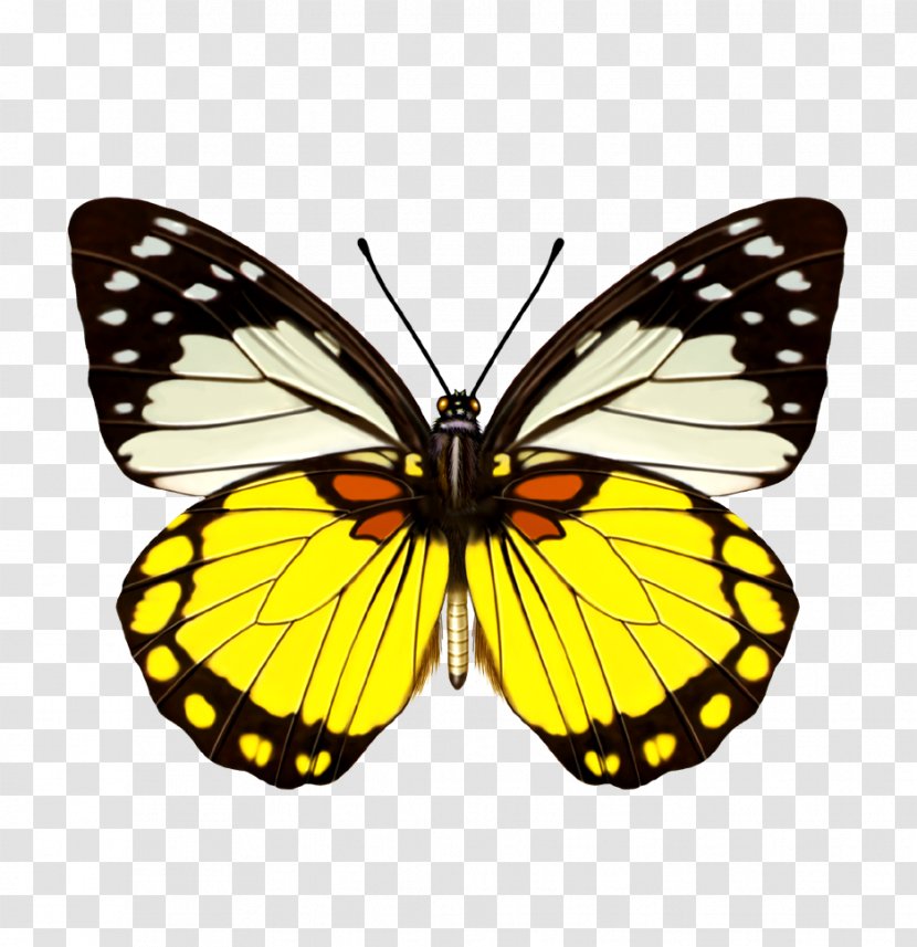 Butterfly Refrigerator Magnet Three-dimensional Space Prioneris Color - Invertebrate Transparent PNG