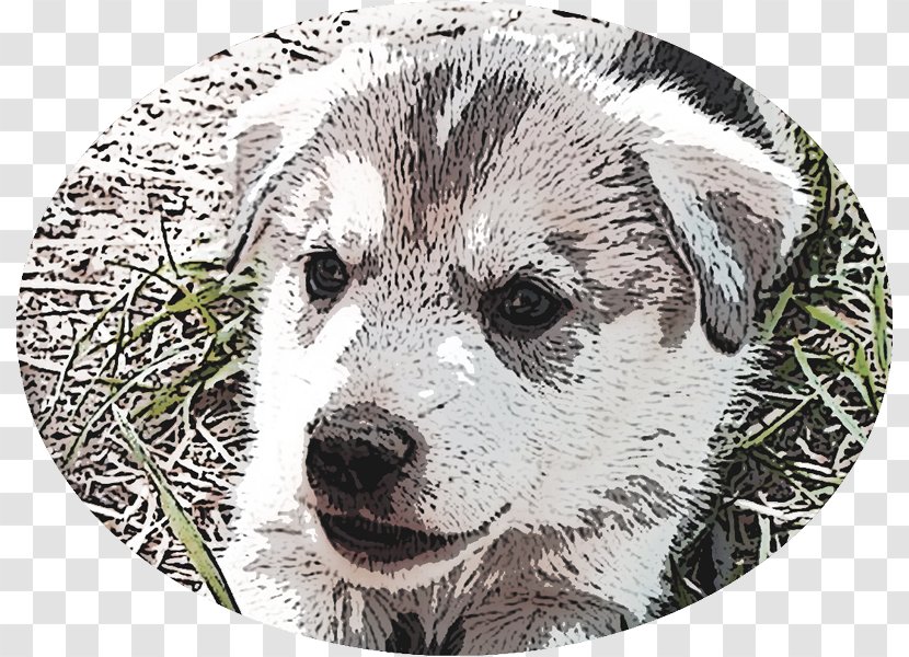 Dog Breed Norwegian Elkhound Puppy Snout Whiskers - Mushing Transparent PNG