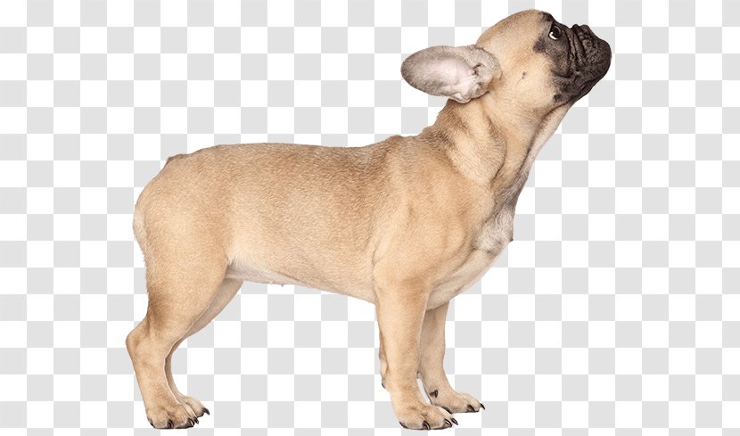 French Bulldog American Pug Chihuahua - Mammal - Puppy Transparent PNG