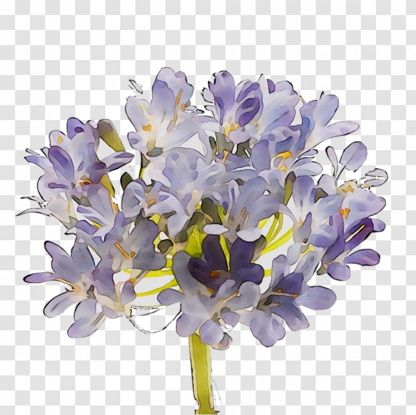 Hyacinth Cut Flowers Lilac Lavender Violet - Flower - Flowering Plant Transparent PNG