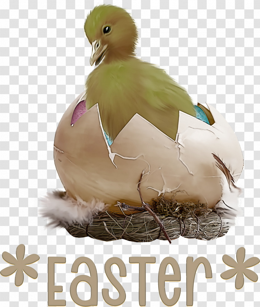 Easter Chicken Ducklings Easter Day Happy Easter Transparent PNG