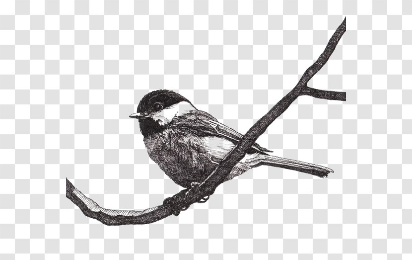 Paper Drawing Pen Bird Black-capped Chickadee - Black And White - Sparrow Transparent PNG