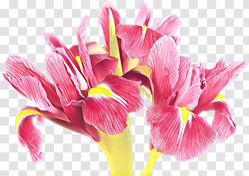 Flowering Plant Flower Petal Pink - Cartoon - Perennial Herbaceous Transparent PNG