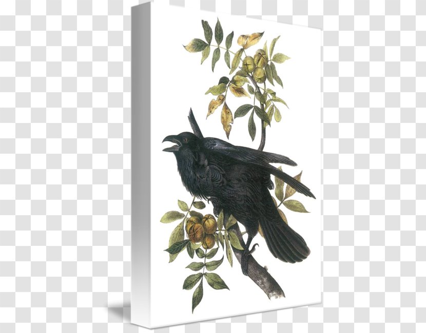American Crow The Birds Of America Common Raven National Audubon Society Transparent PNG