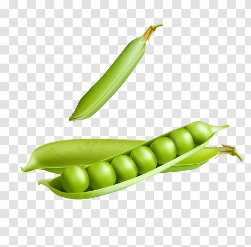 Snow Pea Euclidean Vector Stock Illustration - Ingredient - Creative Peas Transparent PNG