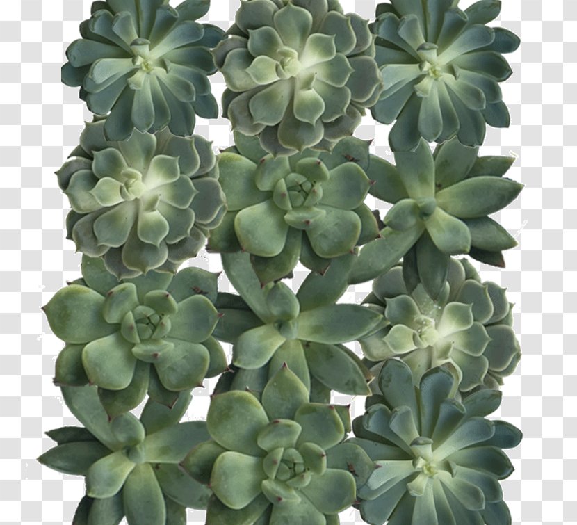 Green Succulent Plant Crassulaceae Color Grey - Reindeer Transparent PNG