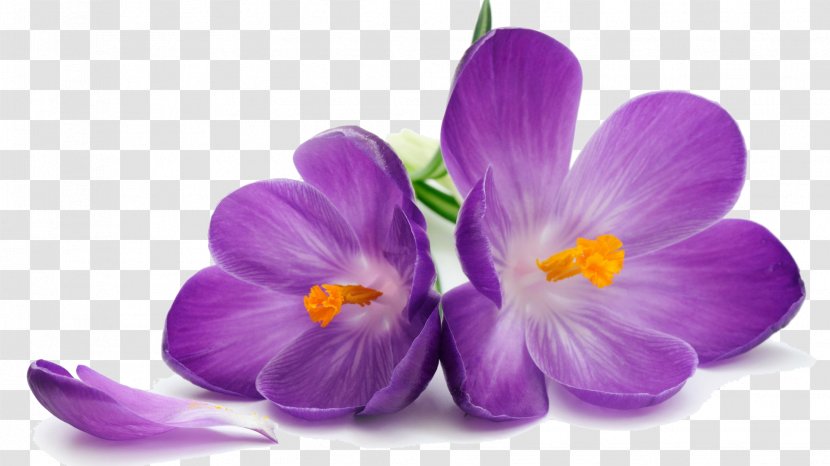 Purple Flower Stock Photography Wallpaper - Bouquet - Crocus Transparent Image Transparent PNG