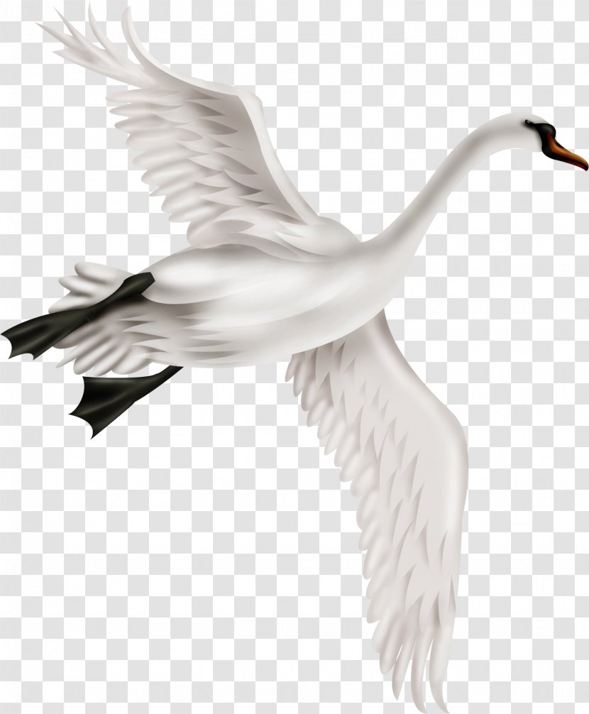 Mute Swan Bird Duck - Goose - Crane Wings Transparent PNG