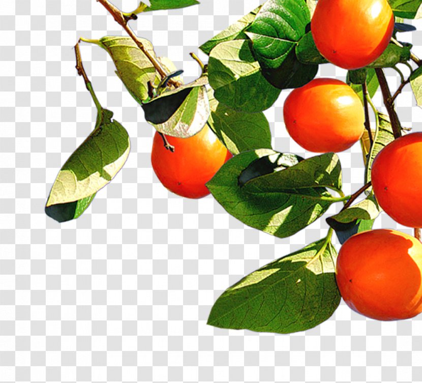 South Korea Tomato - Local Food - Orange Persimmon Transparent PNG