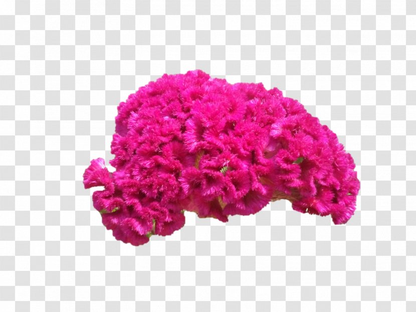 Cut Flowers Pink M Wool Petal Transparent PNG