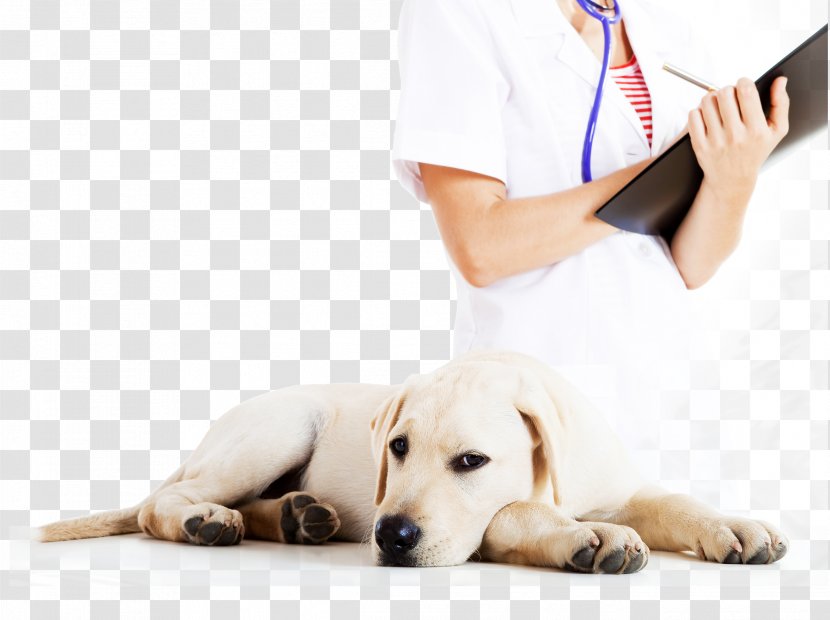 Great Dane Veterinary Medicine Veterinarian Labrador Retriever Pet - Dog Breed - Leash Transparent PNG