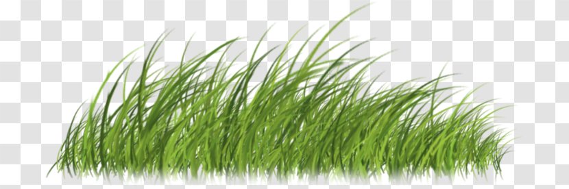 Lawn Vetiver Designer Creative Work Copyright - Grass - Chrysanthemum Transparent PNG