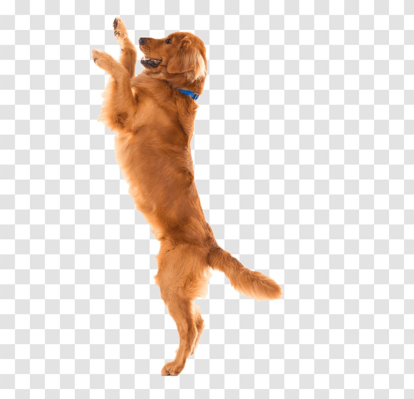 Dog Food Cat Joint Pet - Breed Transparent PNG