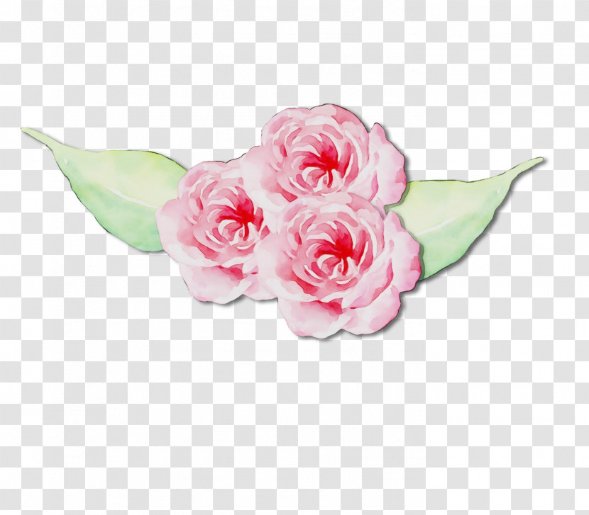 Garden Roses Transparent PNG