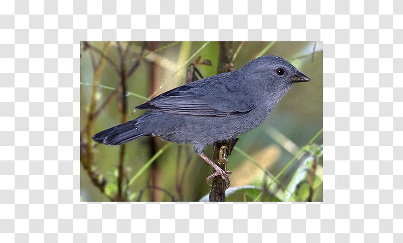 American Sparrows Crow Finch Beak Wing - Feather Transparent PNG