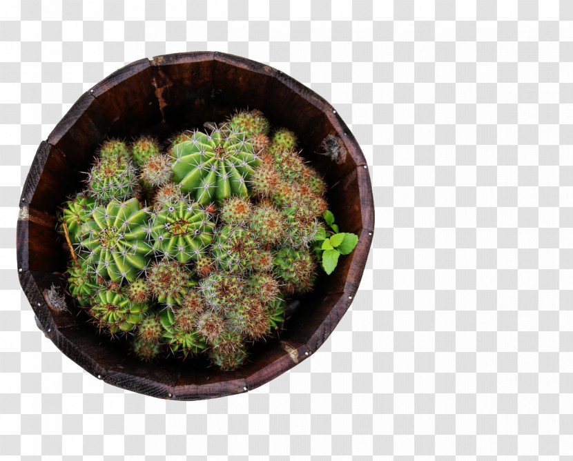 Cactus Transparent PNG