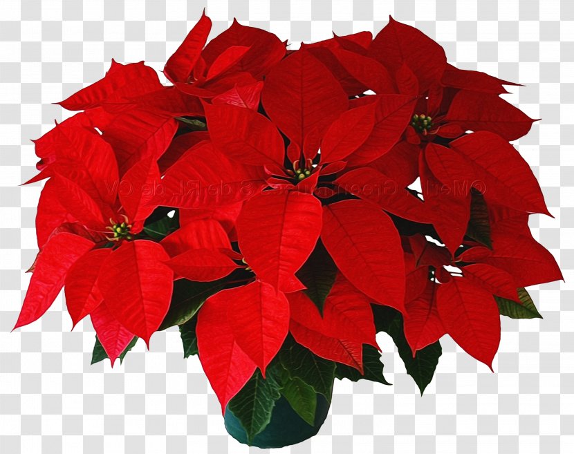 Flower Red Plant Poinsettia Petal - Cut Flowers Impatiens Transparent PNG