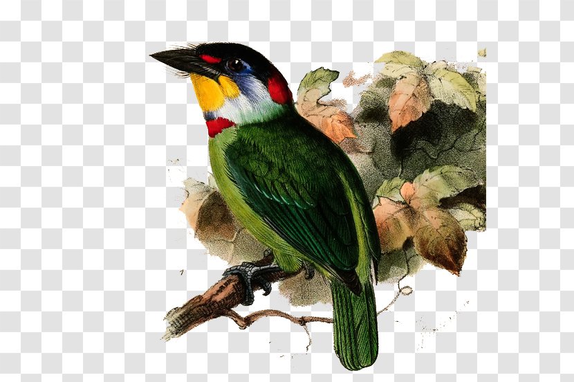 Taiwan Barbet Black-billed Mountain Toucan Neoaves Black-browed - Parrot - Hand-drawn Illustration Of Birds Transparent PNG
