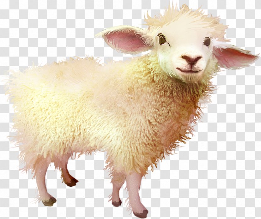 Sheep Download - Snout - Goat Free Transparent PNG