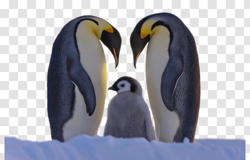 Penguin Family Bird Cuteness Animal - Parent Transparent PNG