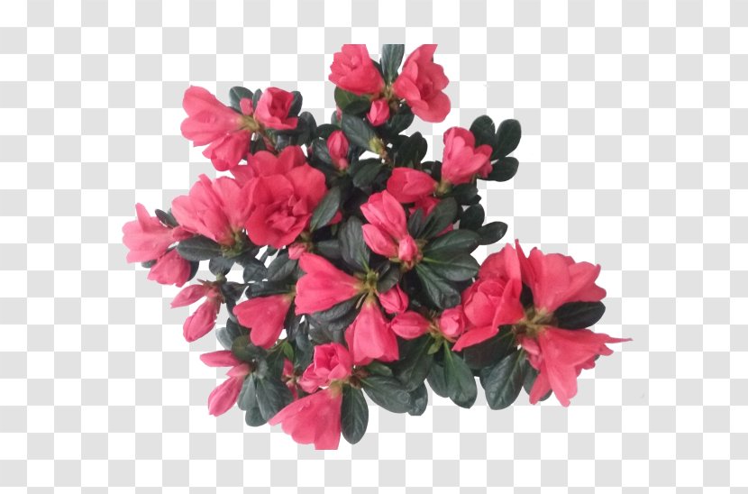 Cut Flowers Azalea Plant Rhododendron - Cachepot - Kraft Vector Transparent PNG
