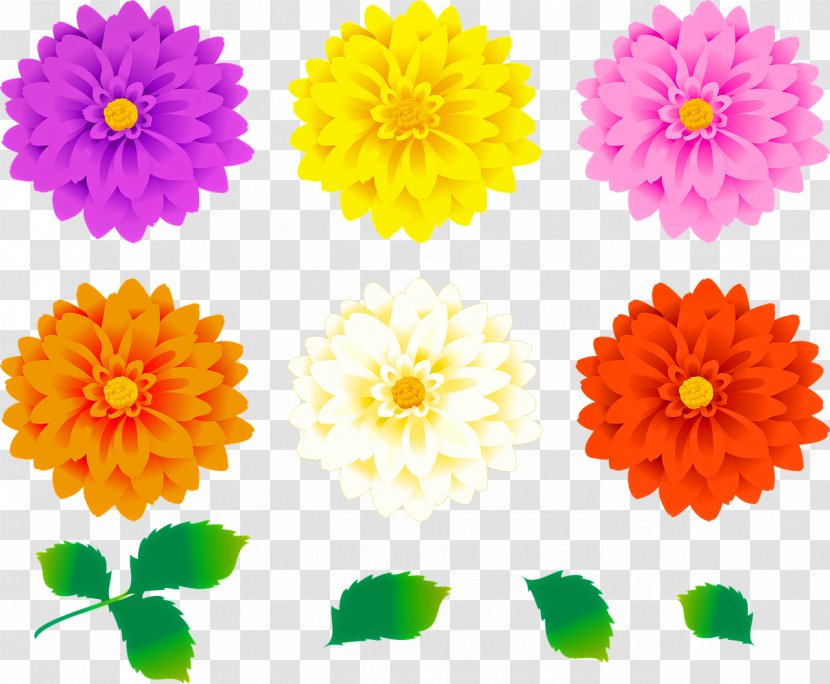 Drawing Of Family - Tagetes - Cut Flowers Floral Design Transparent PNG