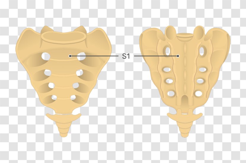Sacrum Coccyx Vertebral Column Anatomy - Lumbar Vertebrae Transparent PNG