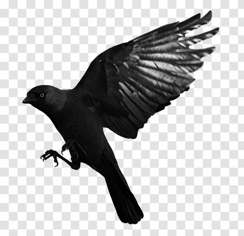 Bird Common Raven Western Jackdaw - Feather - Flying Transparent Transparent PNG