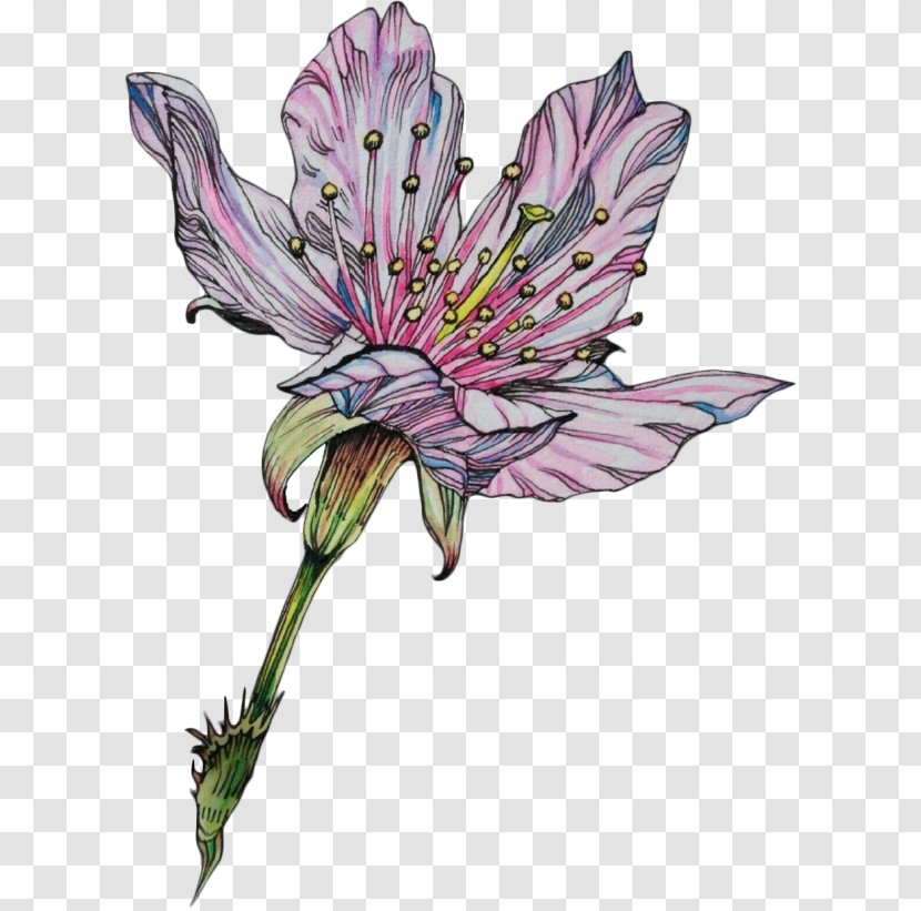 Watercolor Nature Background - Cut Flowers - Gentian Family Lily Transparent PNG