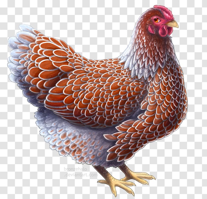 Daejeon Wyandotte Chicken Drawing Plymouth Rock Art - Livestock - Lovely Hen Transparent PNG