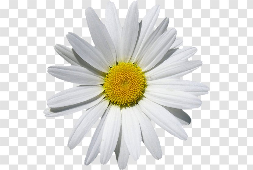 Oxeye Daisy Common Marguerite Chrysanthemum Machine Embroidery - Flowering Plant Transparent PNG