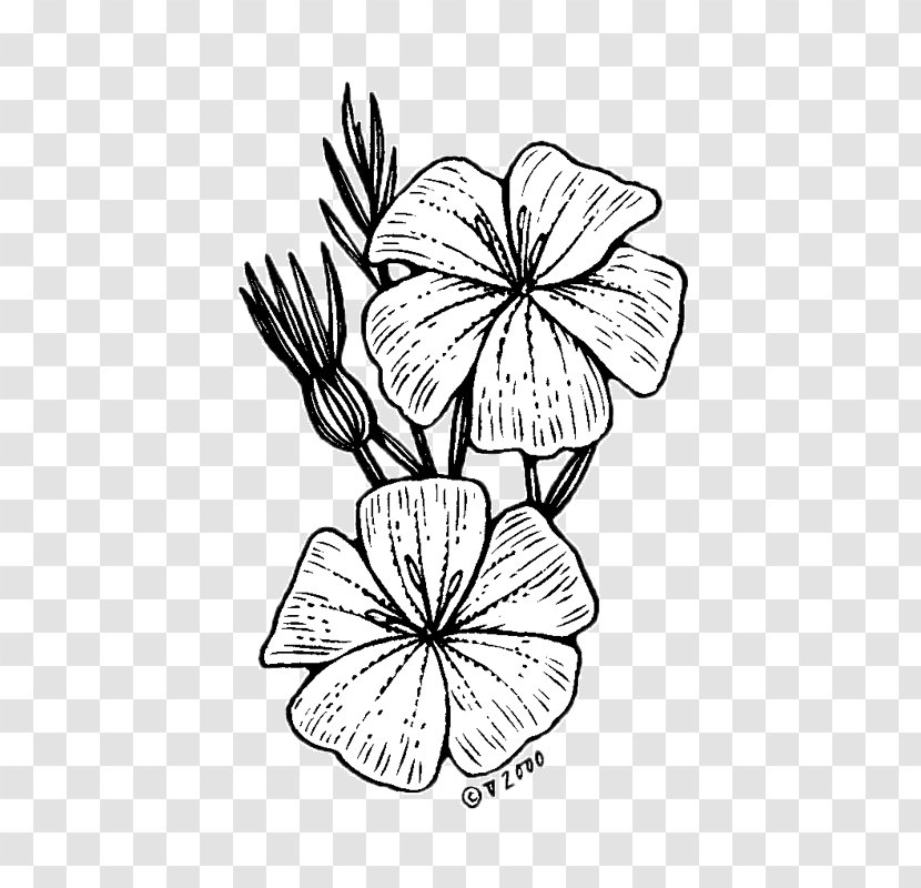 Floral Design /m/02csf Drawing Cut Flowers - Flower - Agrostemma Githago Transparent PNG