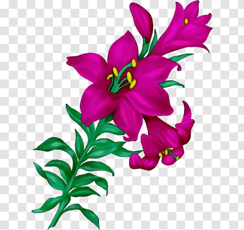 Flower Flowering Plant Petal Pink - Stargazer Lily - Violet Transparent PNG