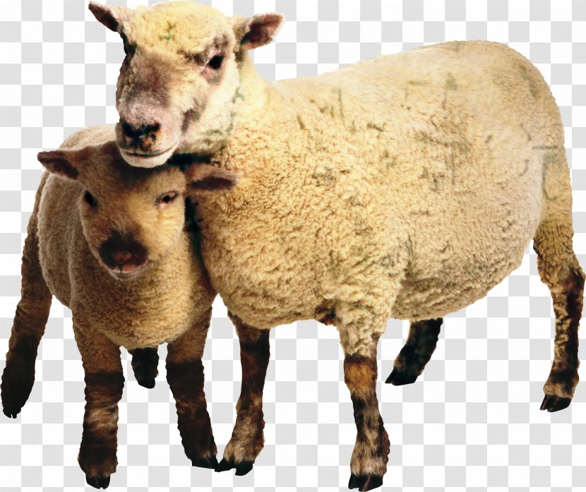 Sheep Goat Livestock Terrestrial Animal Snout - Goats - Vertebrate Transparent PNG