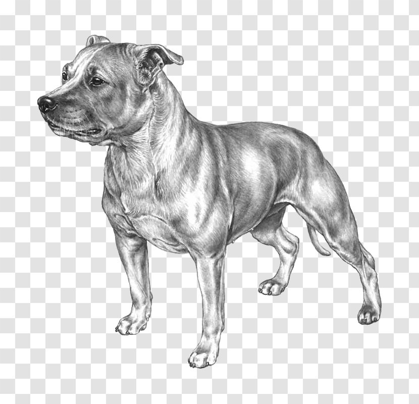 Dog Breed Staffordshire Bull Terrier American Pit - Boston - Race Transparent PNG