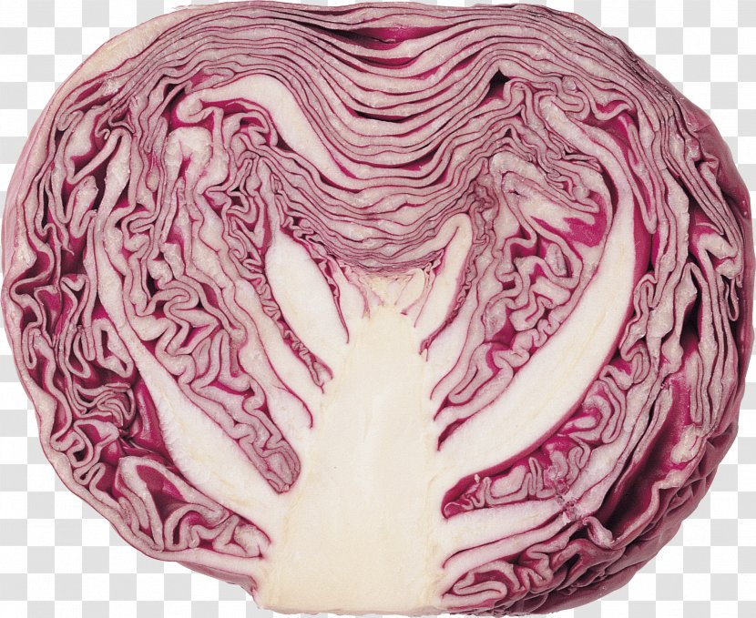 Red Cabbage Brussels Sprout Savoy Cauliflower - Magenta - Image Transparent PNG