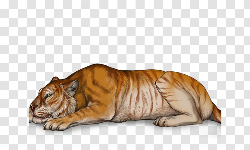 Golden Tiger Lion Tigon Cat - Cartoon Transparent PNG