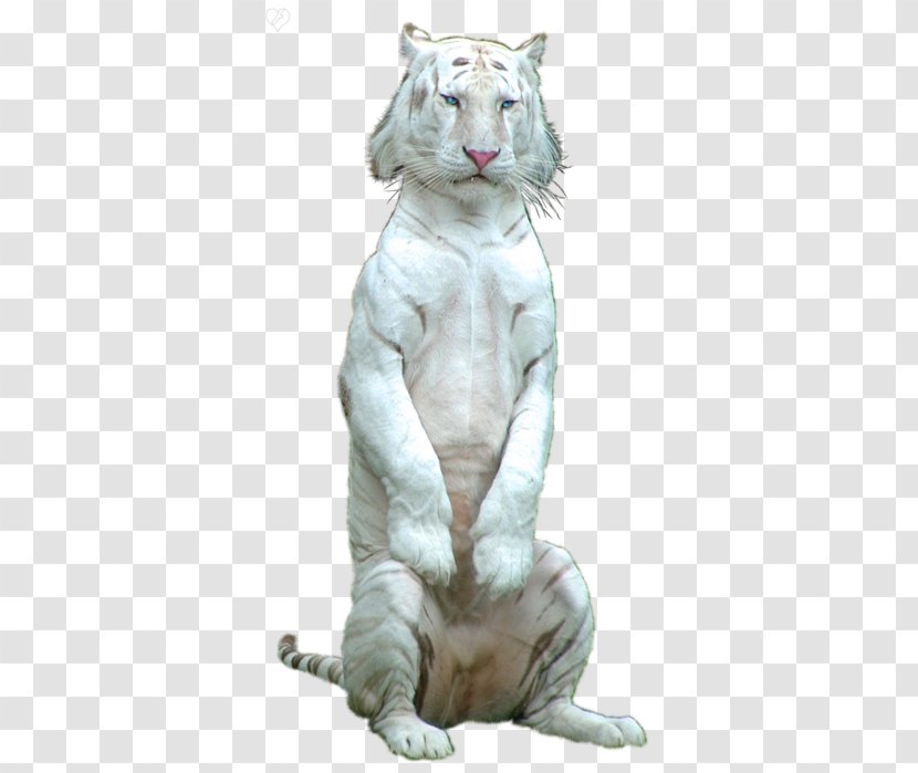 Tiger Lion Cat Clip Art - Quotation Transparent PNG