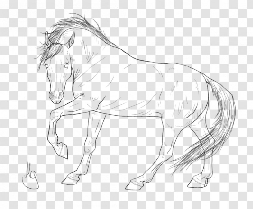 Mustang Arabian Horse Stallion Clydesdale Mane Transparent PNG