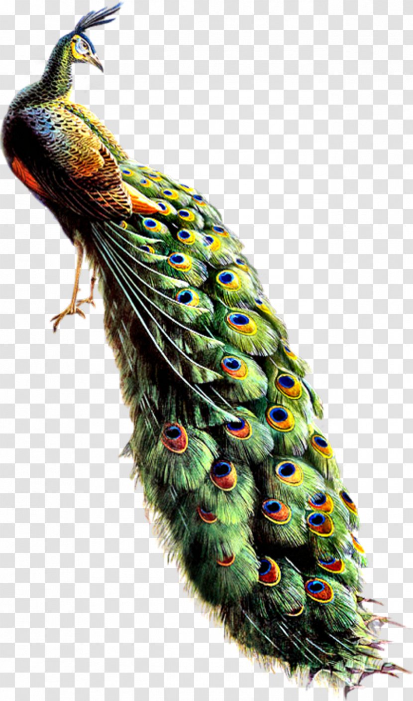 Bird Asiatic Peafowl Feather - Beak - Peacock Transparent PNG