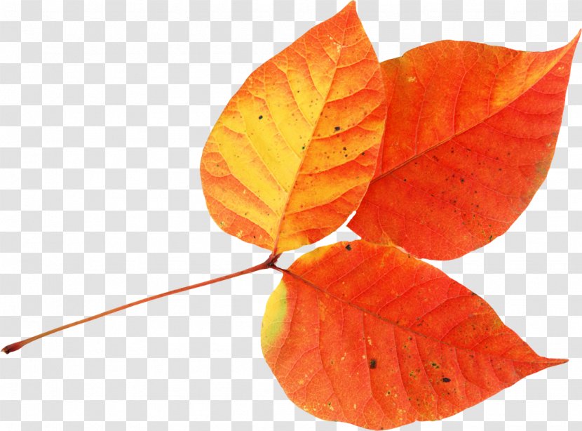 Autumn Leaves Leaf Clip Art Transparent PNG