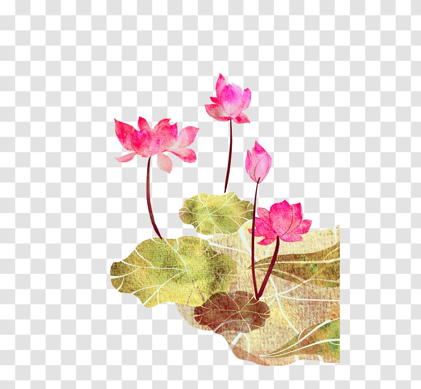 Nelumbo Nucifera Poster Hanami Illustration - Pink Fresh Lotus Decoration Pattern Transparent PNG