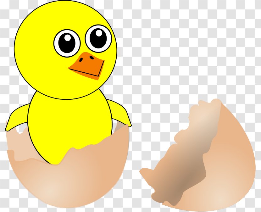 Chicken Eggshell Kifaranga Bird Transparent PNG