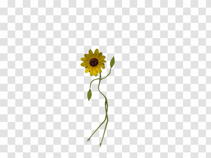 Common Sunflower Daisy Family Seed Cut Flowers - Flora - Small Flower Transparent PNG