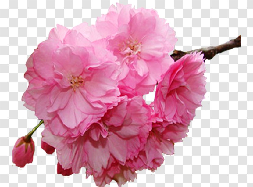 Flower Spring Branch - Prunus Transparent PNG